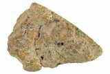 Polished Howardite Meteorite Section ( g) - Bechar #286944-1